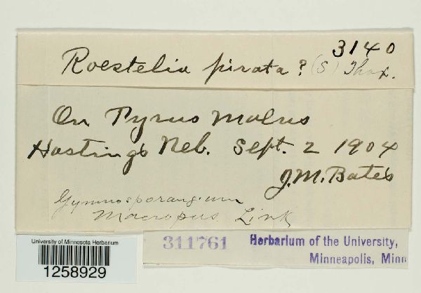Roestelia pyrate image