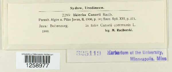Skierka canarii image
