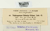 Image of Triphragmium ulmariae