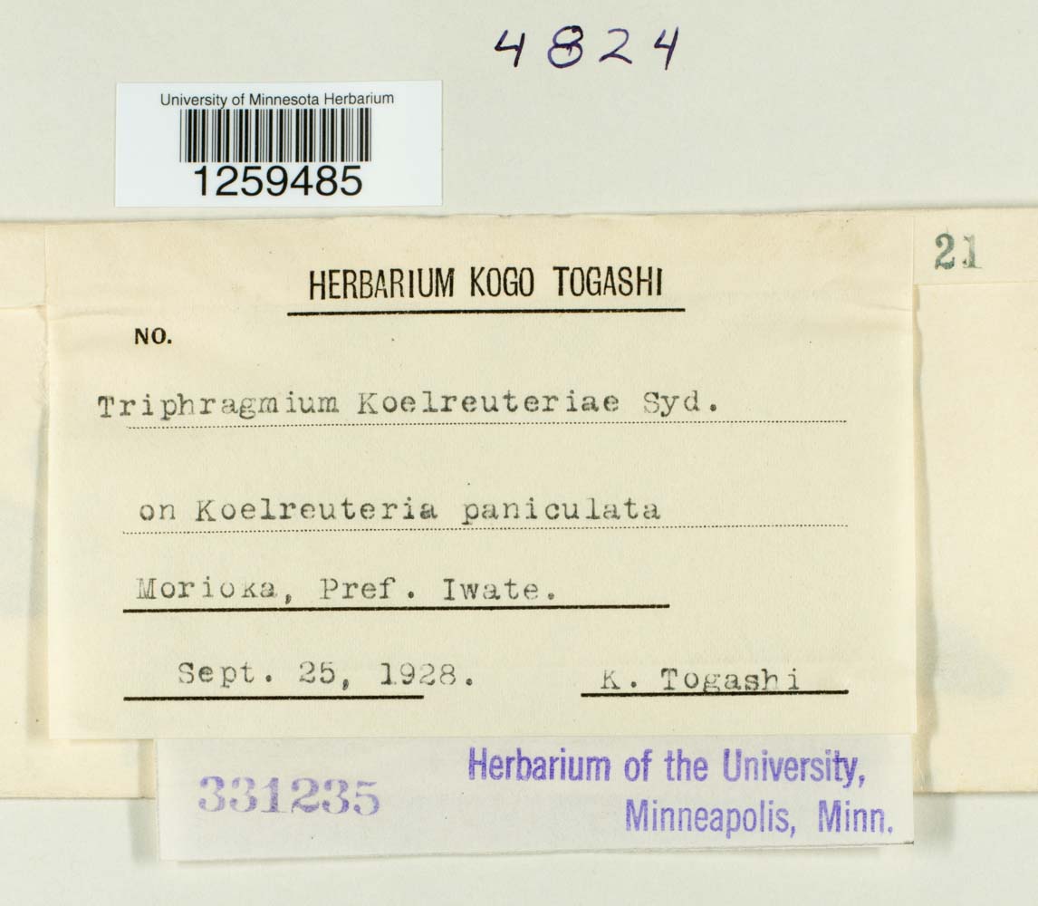 Nyssopsora koelreuteriae image