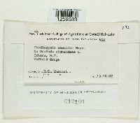 Uredinopsis osmundae image