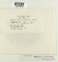Uredinopsis pteridis image