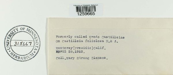 Uredo castilleiae image