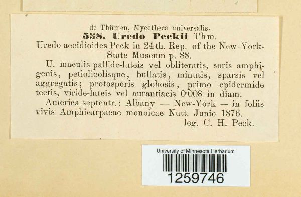 Uredo peckii image