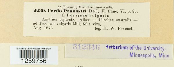 Uredo prunastri image