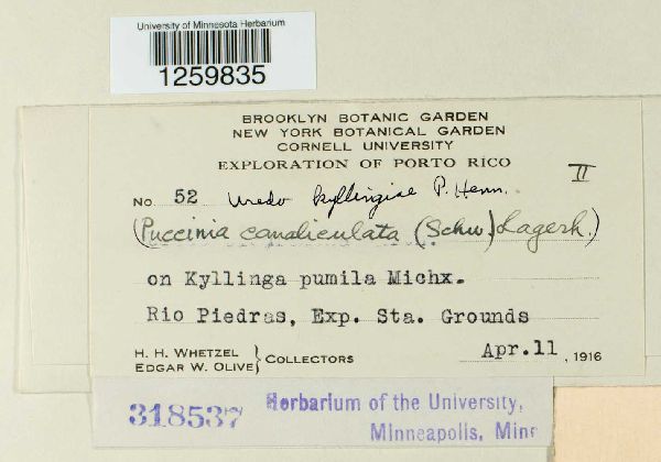 Uredo kyllingae image