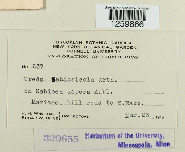 Uredo sabiceicola image
