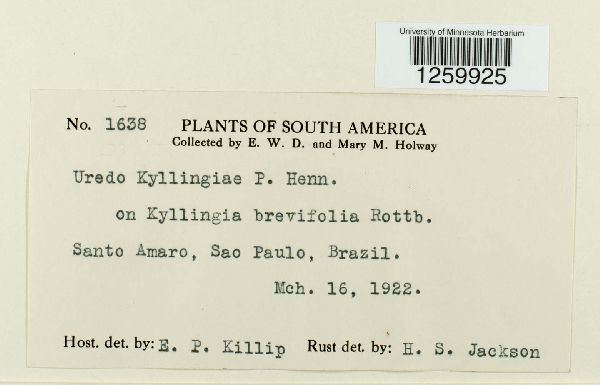 Uredo kyllingiae image