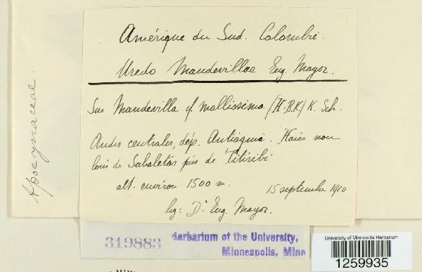 Uredo mandevillae image
