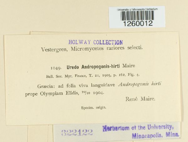 Uredo andropogonis-hirti image