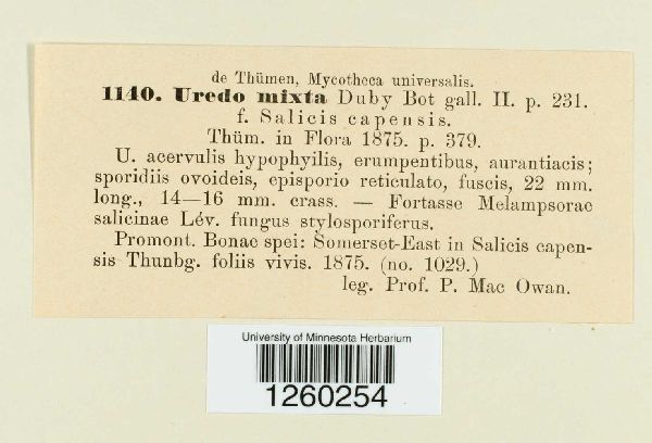 Uredo mixta image