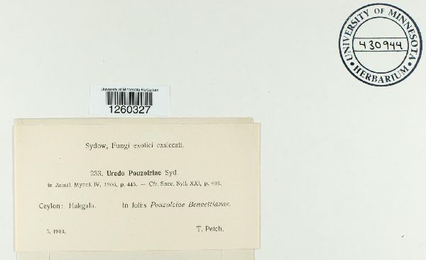 Uredo pouzolziae image