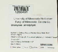 Uromyces ari-triphylli image