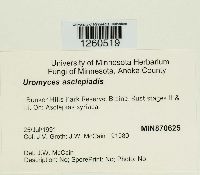 Uromyces asclepiadis image
