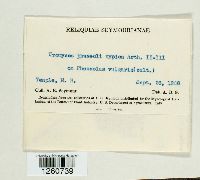 Uromyces appendiculatus image