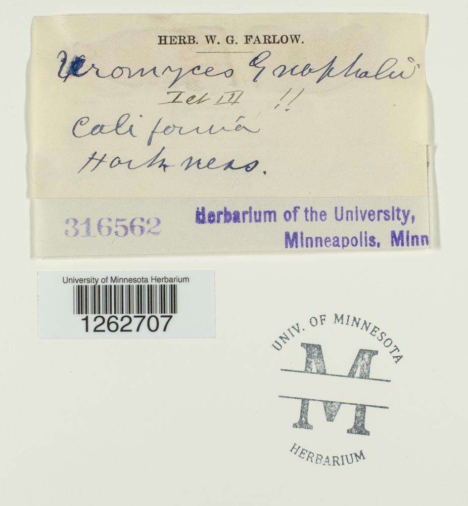 Uromyces gnaphalii image