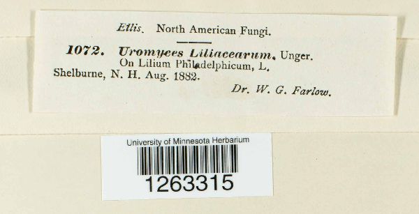 Uromyces liliacearum image