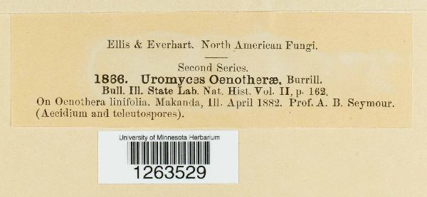 Uromyces oenotherae image