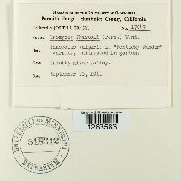 Uromyces appendiculatus image