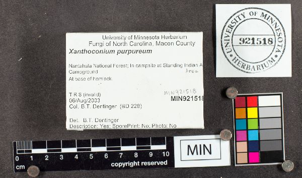 Xanthoconium purpureum image