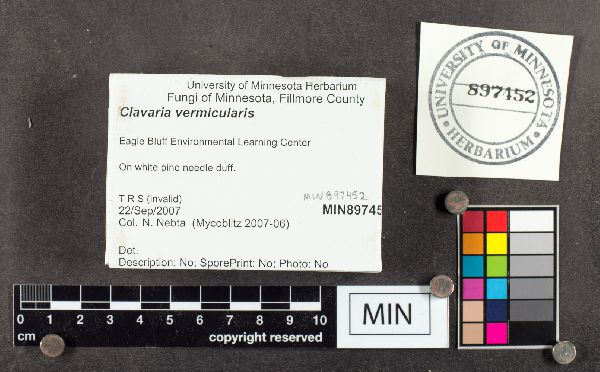Clavaria fragilis image