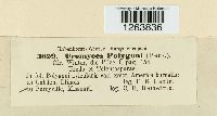 Uromyces polygoni-aviculariae image