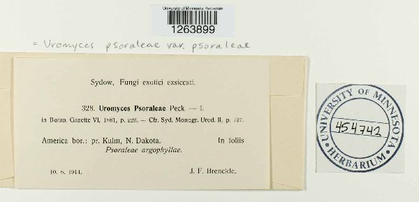 Uromyces psoraleae var. psoraleae image