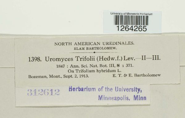 Uromyces trifolii image