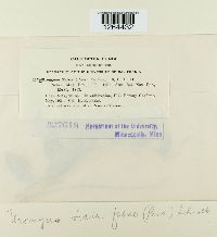 Uromyces viciae-fabae var. viciae-fabae image