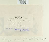 Uromyces viciae-fabae var. viciae-fabae image