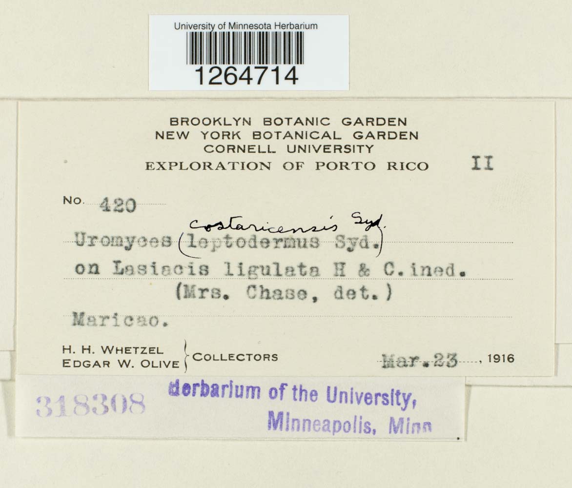 Uromyces costaricensis image