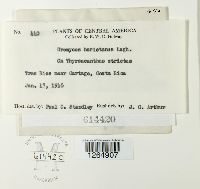 Uromyces hariotianus image