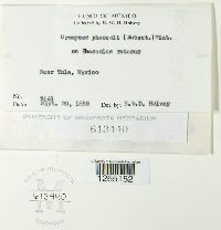 Uromyces appendiculatus image