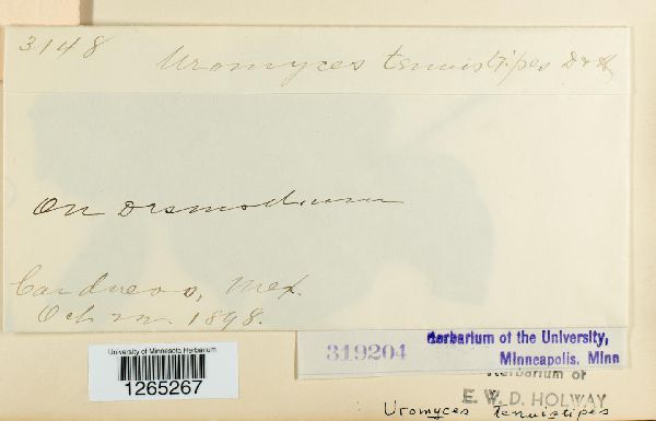 Uromyces tenuistipes image