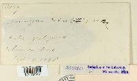 Uromyces viciae-fabae var. viciae-fabae image
