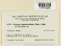 Uromyces appendiculatus image