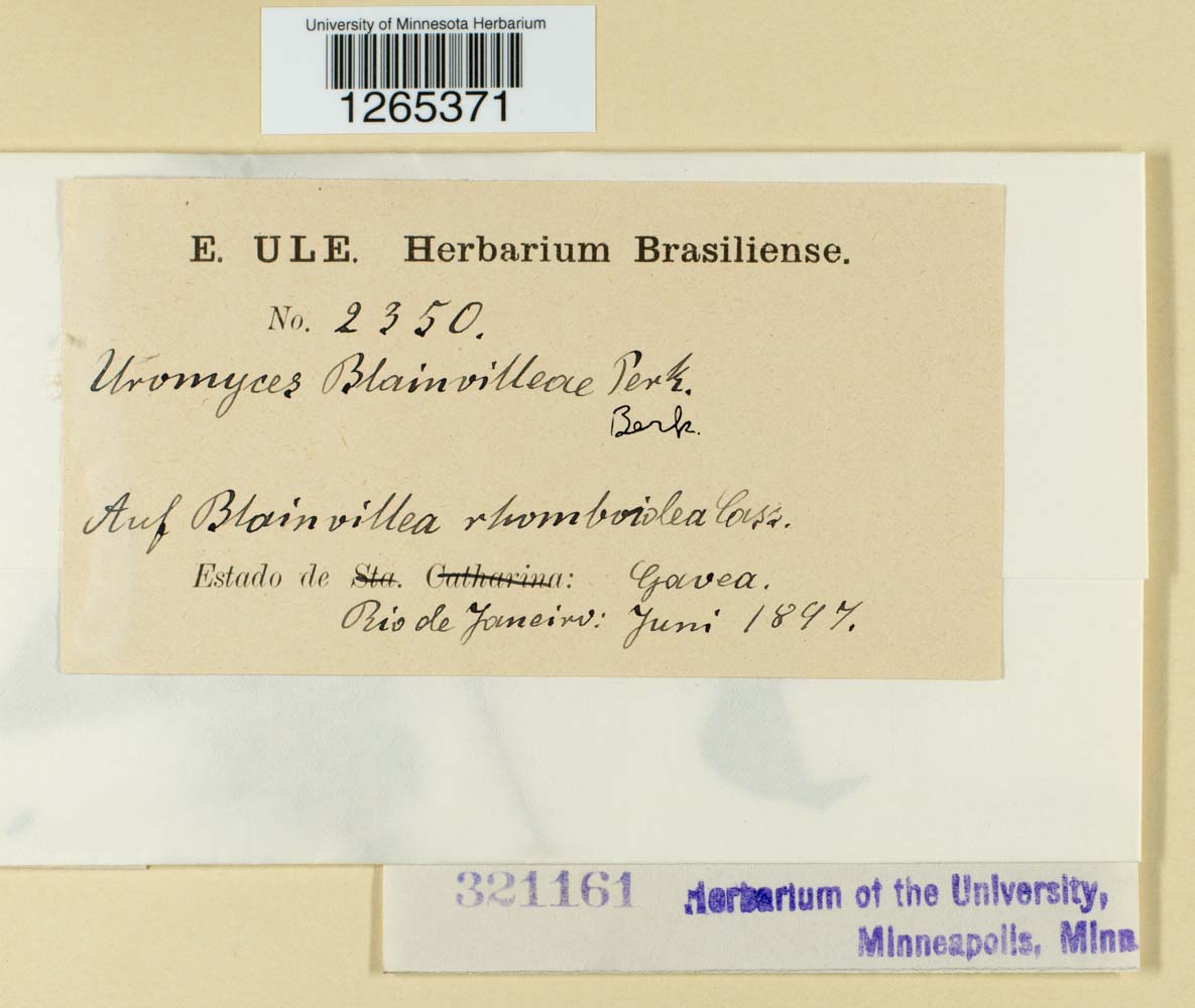 Uromyces blainvilleae image