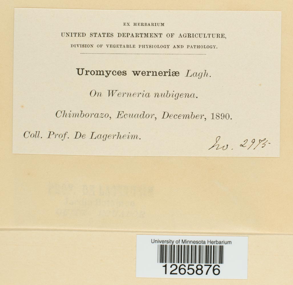 Uromyces werneriae image