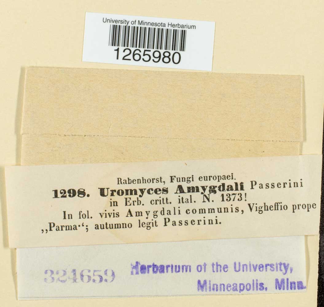 Uromyces amygdali image