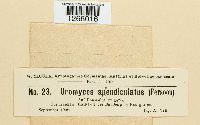 Uromyces appendiculatus image