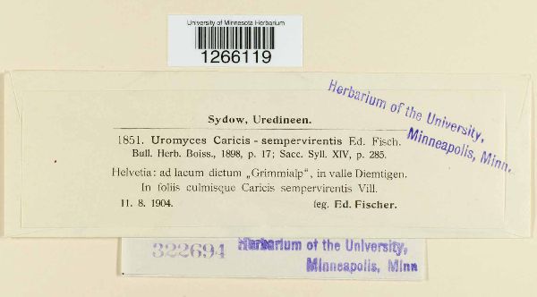 Uromyces caricis-sempervirentis image