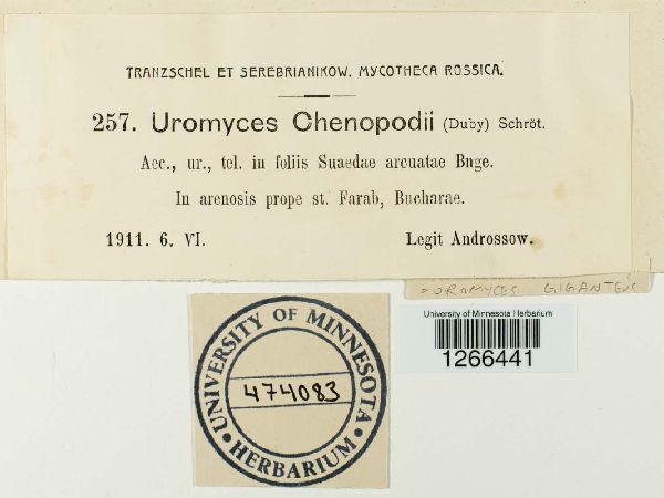 Uromyces galegae image