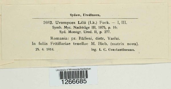 Uromyces lilii image
