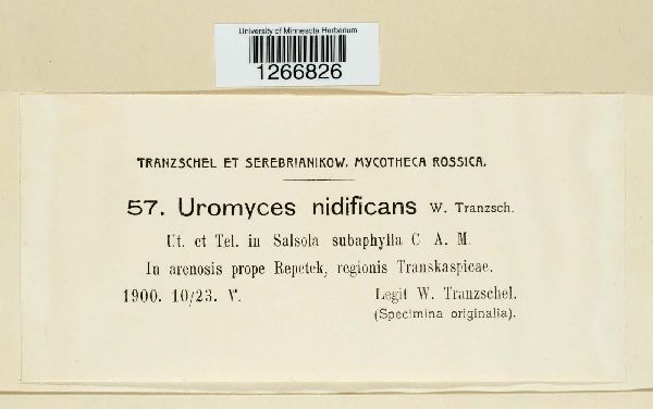 Uromyces nidificans image