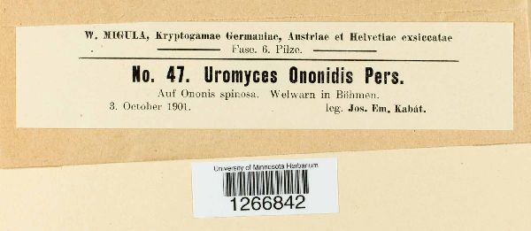 Uromyces ononidis image