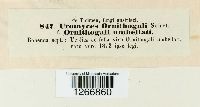 Uromyces ornithogali image