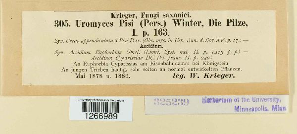 Uromyces pisi-sativi image