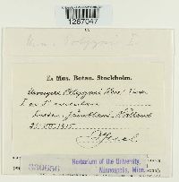 Uromyces polygoni-avicularis image