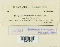 Uromyces scutellatus image