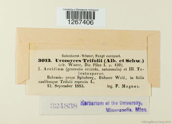 Uromyces trifolii image